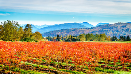 Fototapeta premium Blueberry fields in the fall in the Fraser Valley of British Columbia, Canada
