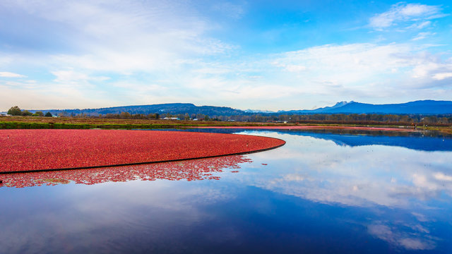 Cranberry harvesting in Glen Valley in the Fraser Valley of British Columbia