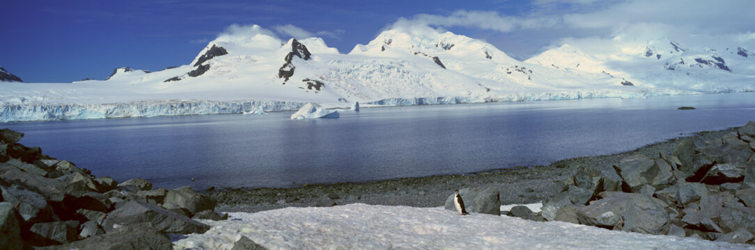 Panoramic view of Chinstrap penguin (Pygoscelis antarctica) among rock formations on Half Moon Island, Bransfield Strait, Antarctica