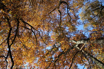 Baumkronen im goldenen Oktober