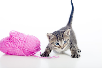 Gatito junto a ovillo de lana