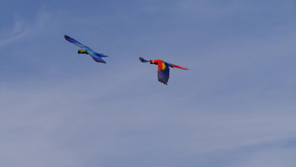 Zwei Papageien im Flug mit Froschperspektive