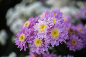 Obraz premium Chrysanthemum flowers