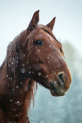 Portrait of a bay horse in winter snow