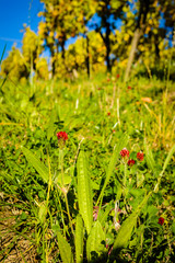 Herbst in Villnoesstal