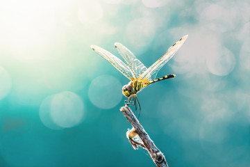Beautiful dragonfly and blur bokeh background - obrazy, fototapety, plakaty
