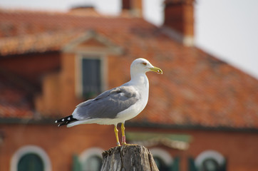 Seagull