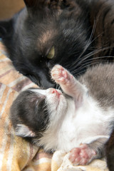 mother cat lying with her kitten