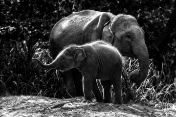 Mother elephant with baby