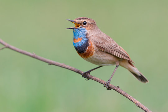 Bluethroat singing on the branch