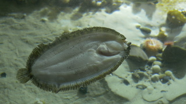 A turbot fish laying near the bottom sands. Turbot is highly prized as a food fish for its delicate flavour, and is also known as brat, breet, britt or butt.