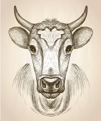 Cow face portrait, front view illustration.