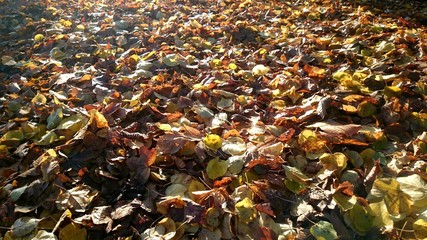 Herbstlaub Blätter