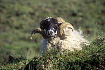 Curly horned sheep in Cork, Ireland