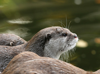 Close up of Oriental Short-Clawed Otters