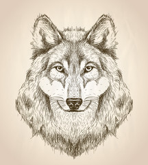 Obraz premium Vector sketch illustration of a wolf head front view.