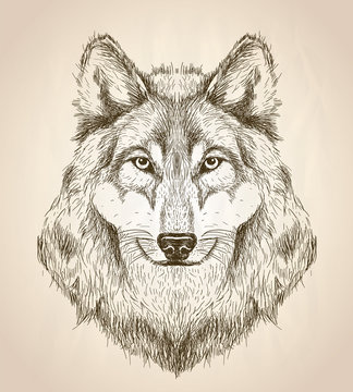 Vector sketch illustration of a wolf head front view.