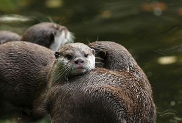 Close up of Oriental Short-Clawed Otters