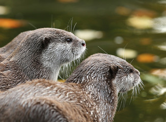 Close up of Oriental Short-Clawed Otters