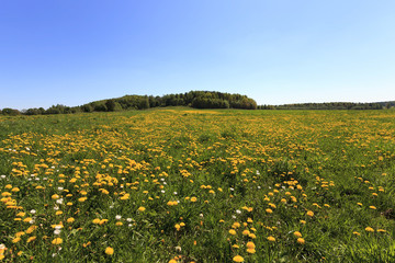Obraz premium green vegetation . field 