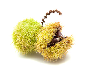 sweet chestnut
