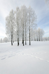 Fototapeta na wymiar Winter Park. snow.