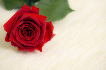 red rose against a soft color background