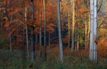 Obraz premium Jesienny Bukowy Las