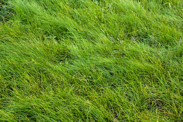 Background of a green grass.  Green grass texture