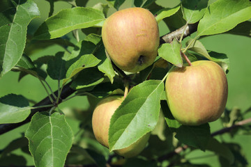 Apple tree