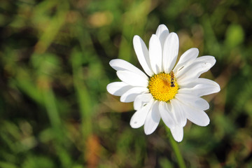A bee sitting on a daisy