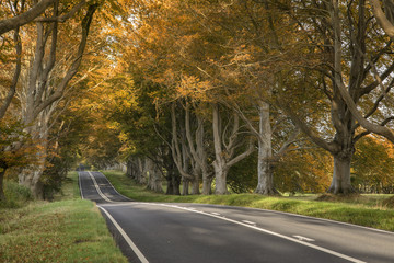 Obraz premium Beautiful vibrant road in Autumn Fall landscape forest countrysi