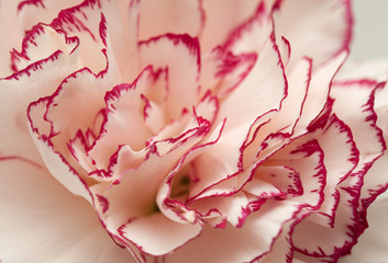 variegated carnation