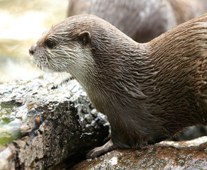 Portrait of an Oriental Short-Clawed Otter 