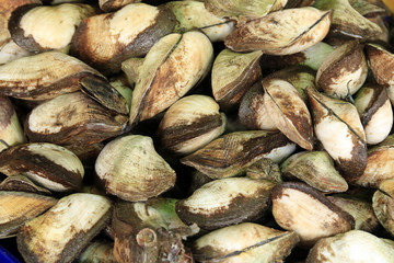 tulip isolate on white background