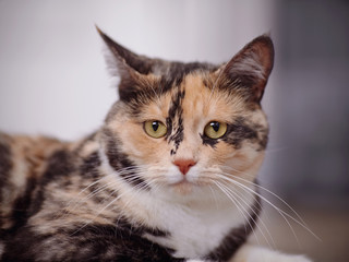 Portrait of a multi-colored cat.
