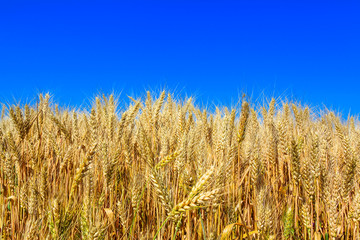 Golden wheat field