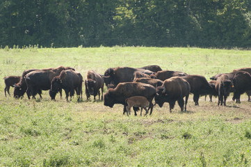 Oneida Indian Reservation Buffalo Herd