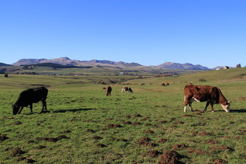 vaches à l'estive en Auvergne