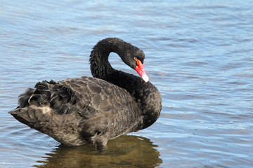 Trauerschwan (Cygnus atratus)