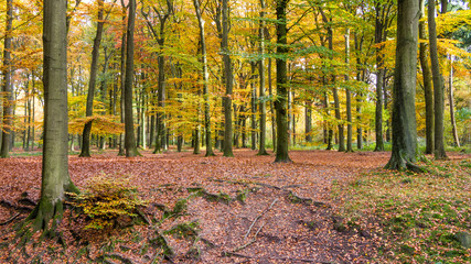 Autumn colors in the forest of Nartional park the Hoge Veluwe in