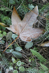 leaves and grass covered with hoarfrost