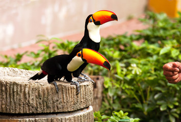Singapore-March 2008.Two Toucans (Ramphastinae)at Jurong Bird Pa