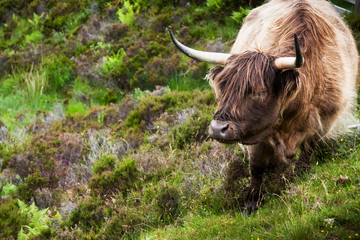 Scottish Highland cow, Scotland, Great Britain