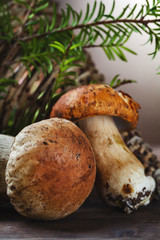 porcini mushroom