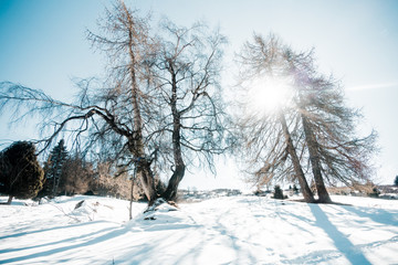 Snowy winter landscape in sunshine