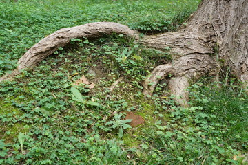 root of a tree