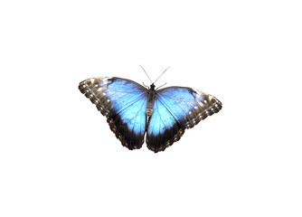 Blue Morpho butterfly on white background