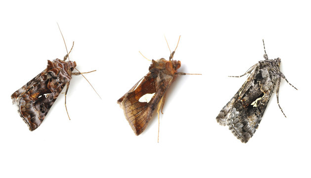 Three species of the Autographa moth genus on white background