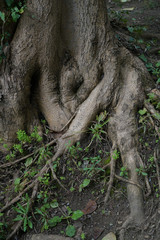 root of a tree